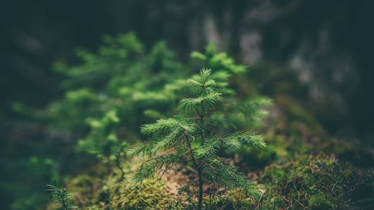 Greenwashing Exposed